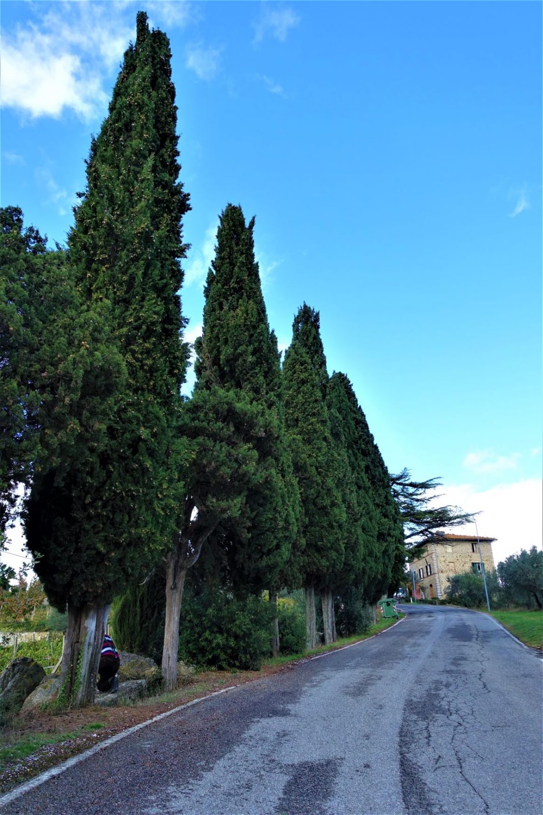 Vakre trær i Toscana