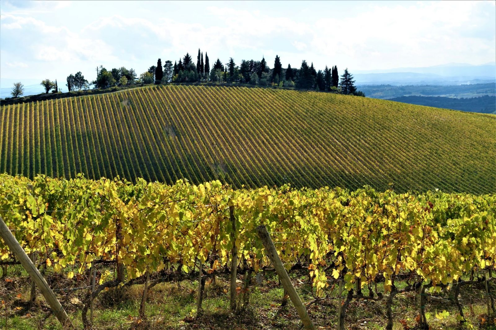 Vindruer i Toscania Chanti