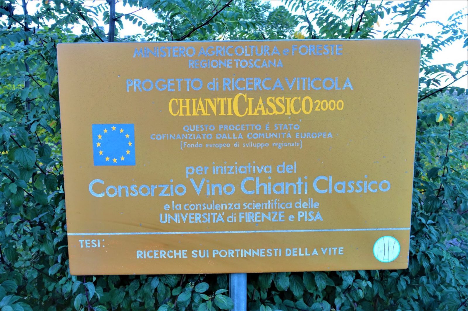 Chianti vingård
