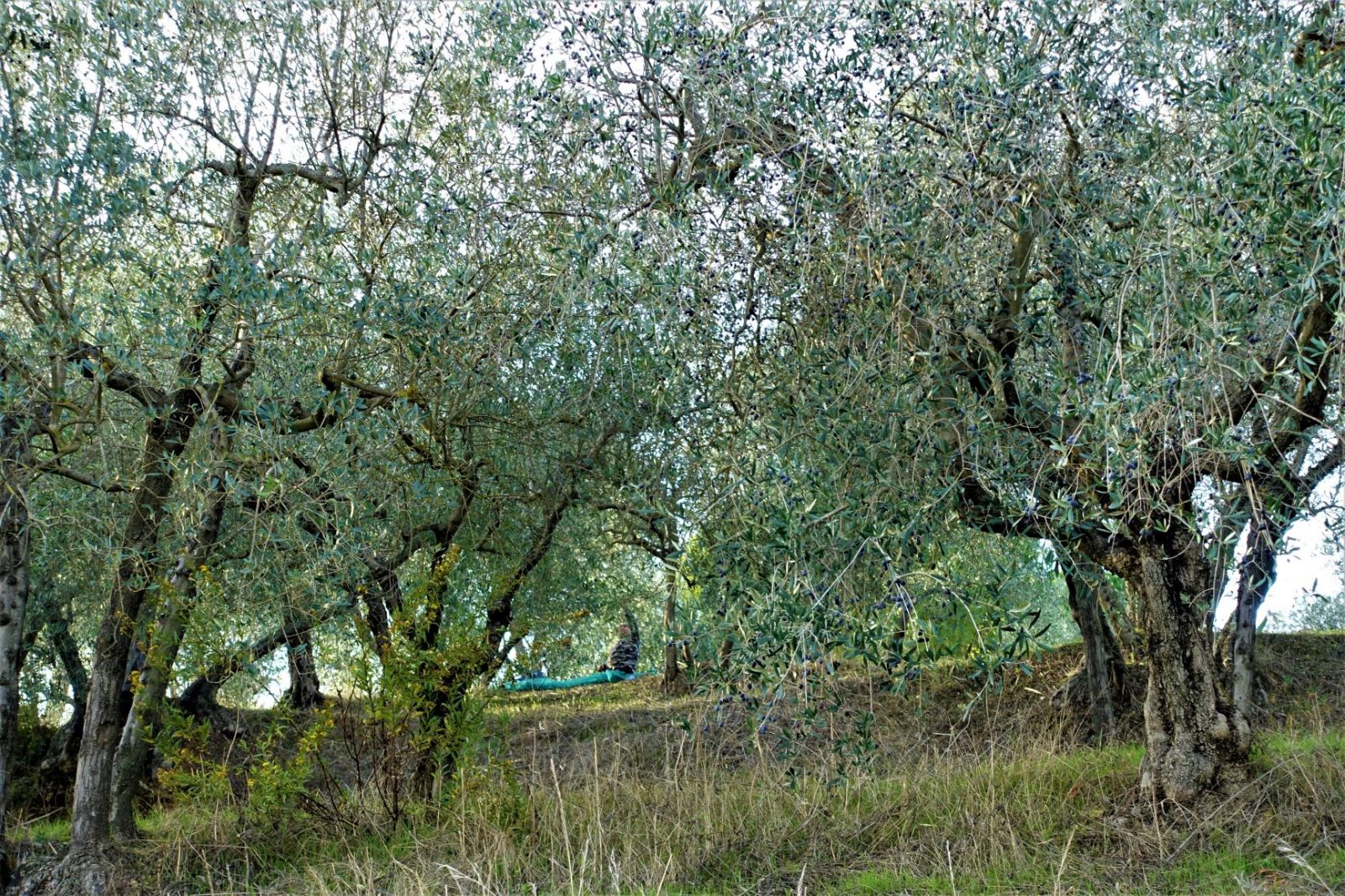 Olivenlunder i Toscana