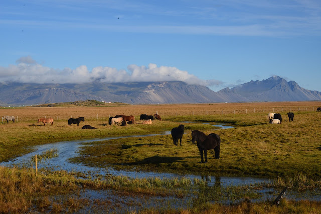 islandshester på island