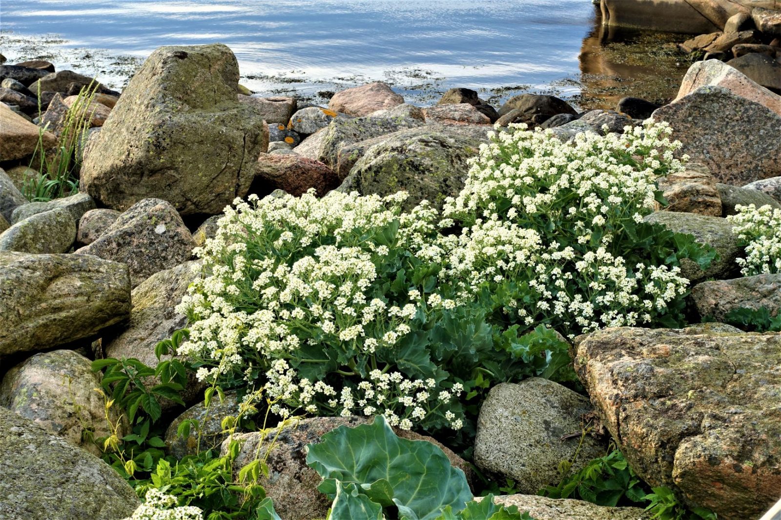 blomster Bohuslän