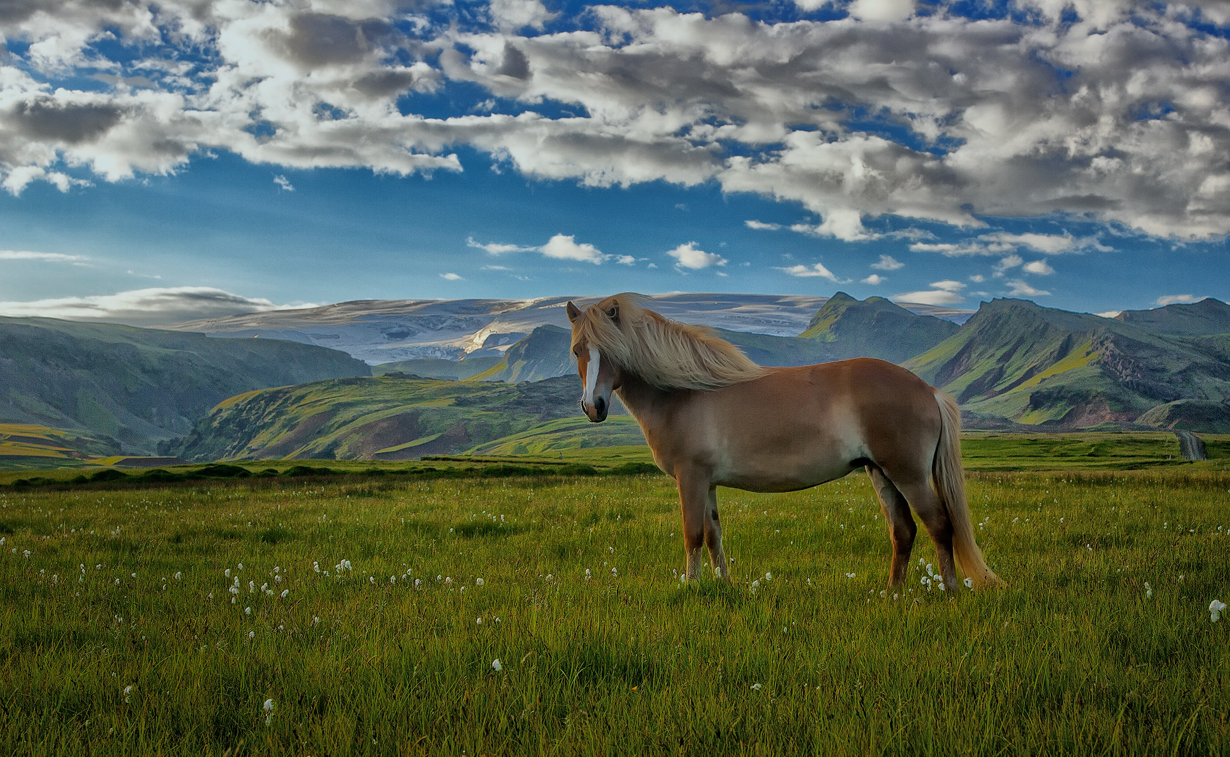 Rød islandshest på Island