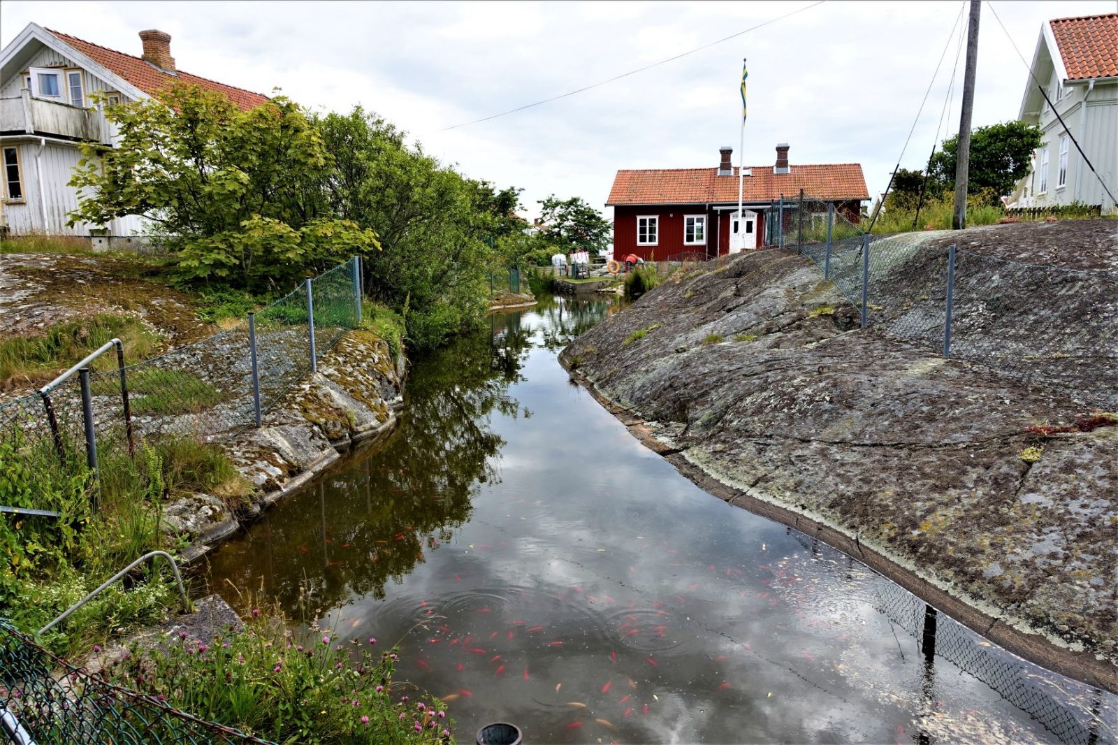 Fantastisk karpedam på käringö svenskekysten