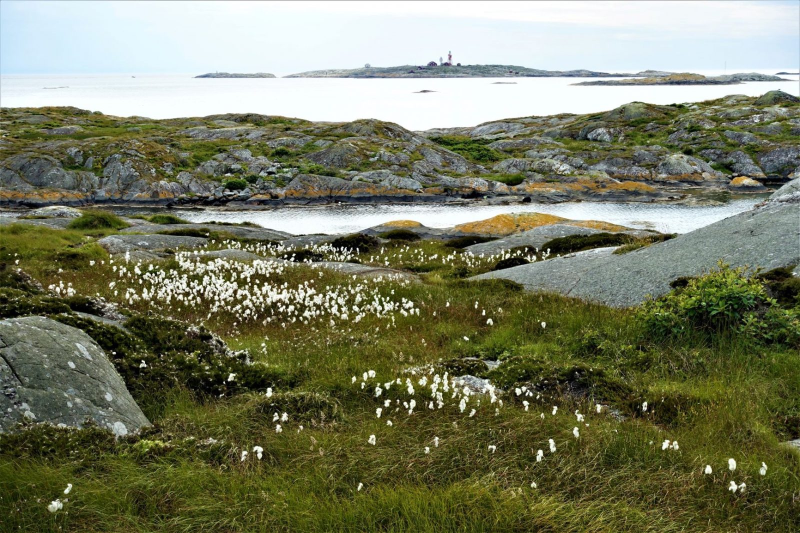 Blomstene i Bohuslän Käringø