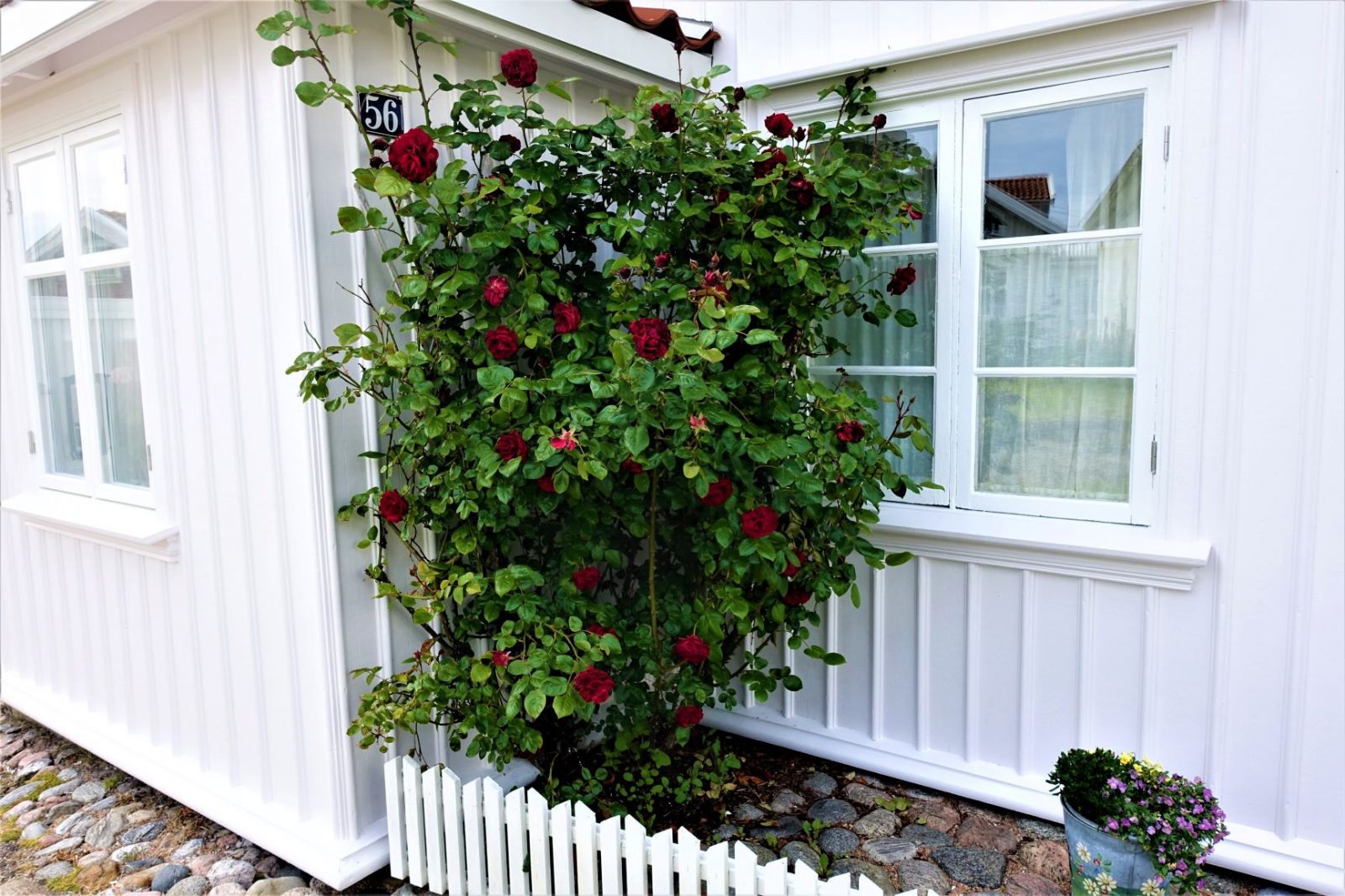 Klatreroser på Käringö Bohuslän svenske skjærgården