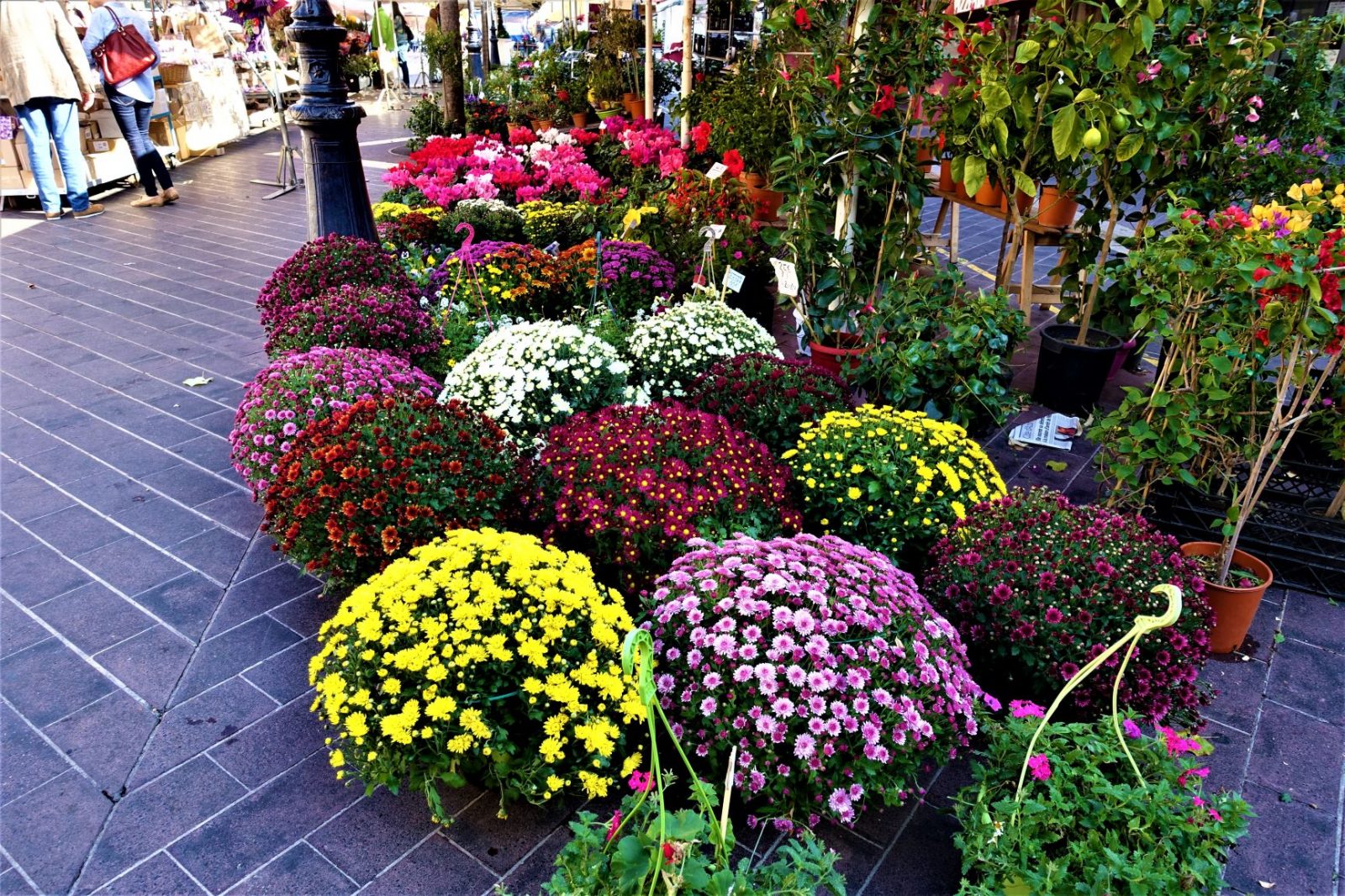 Blomstermarkedet i Cours Saleya