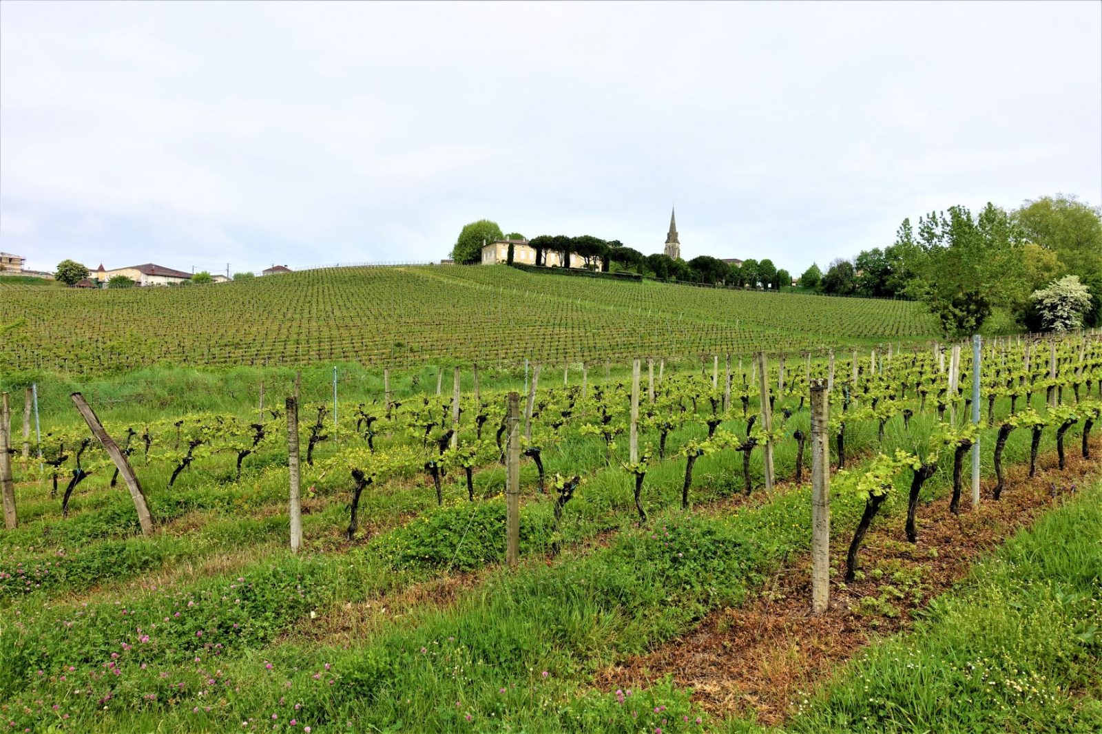 vingård utenforbordeaux
