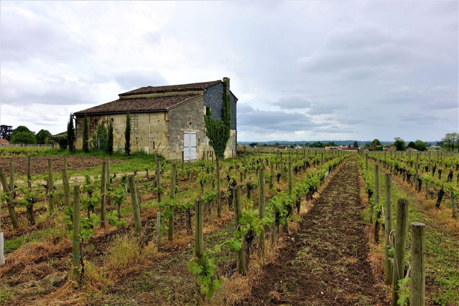 Vingård i Frankrike ekslusiv