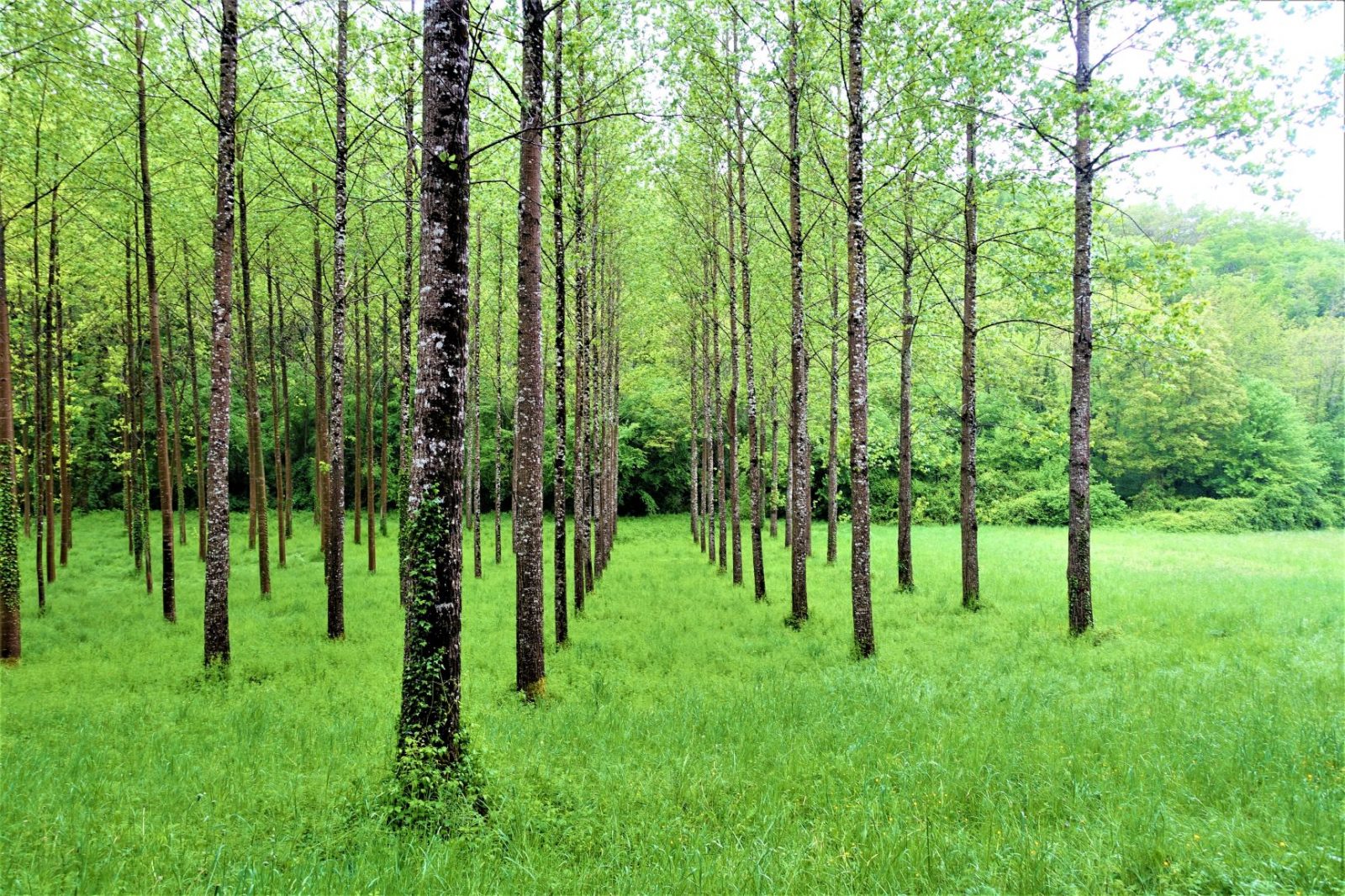 Vakre skogsveier i frankrike