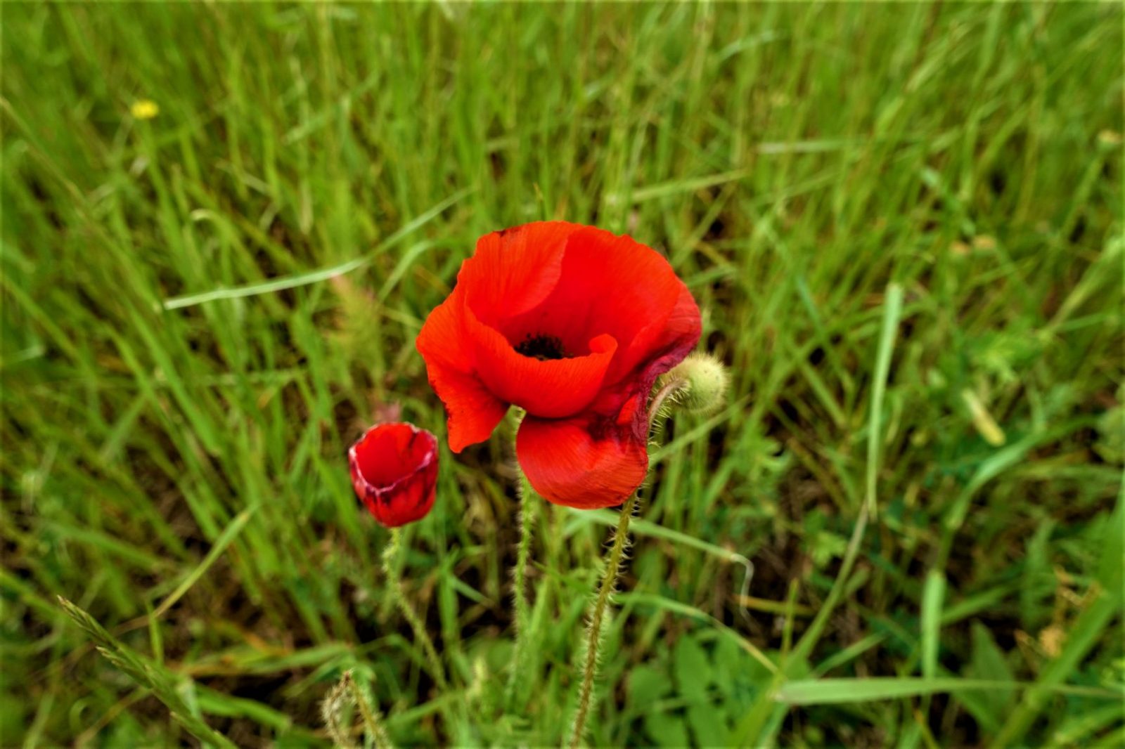 Vakre valmuer i frankrike