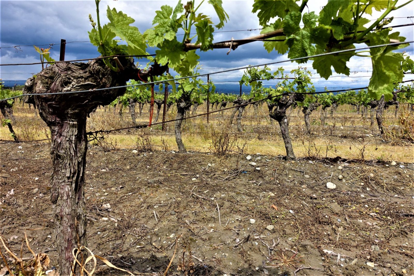 Vinstokker i frankrike