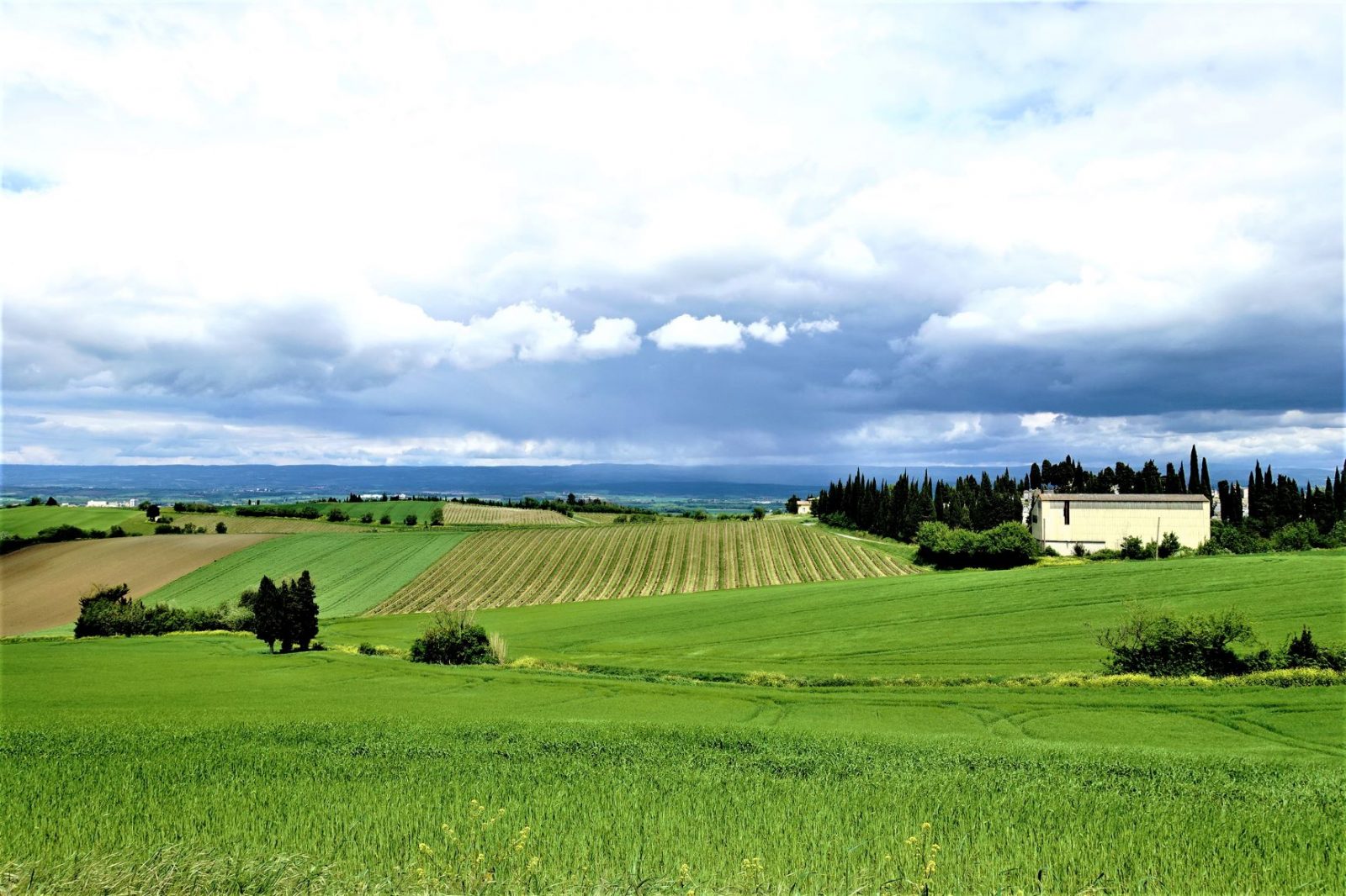vingårder i frankrike