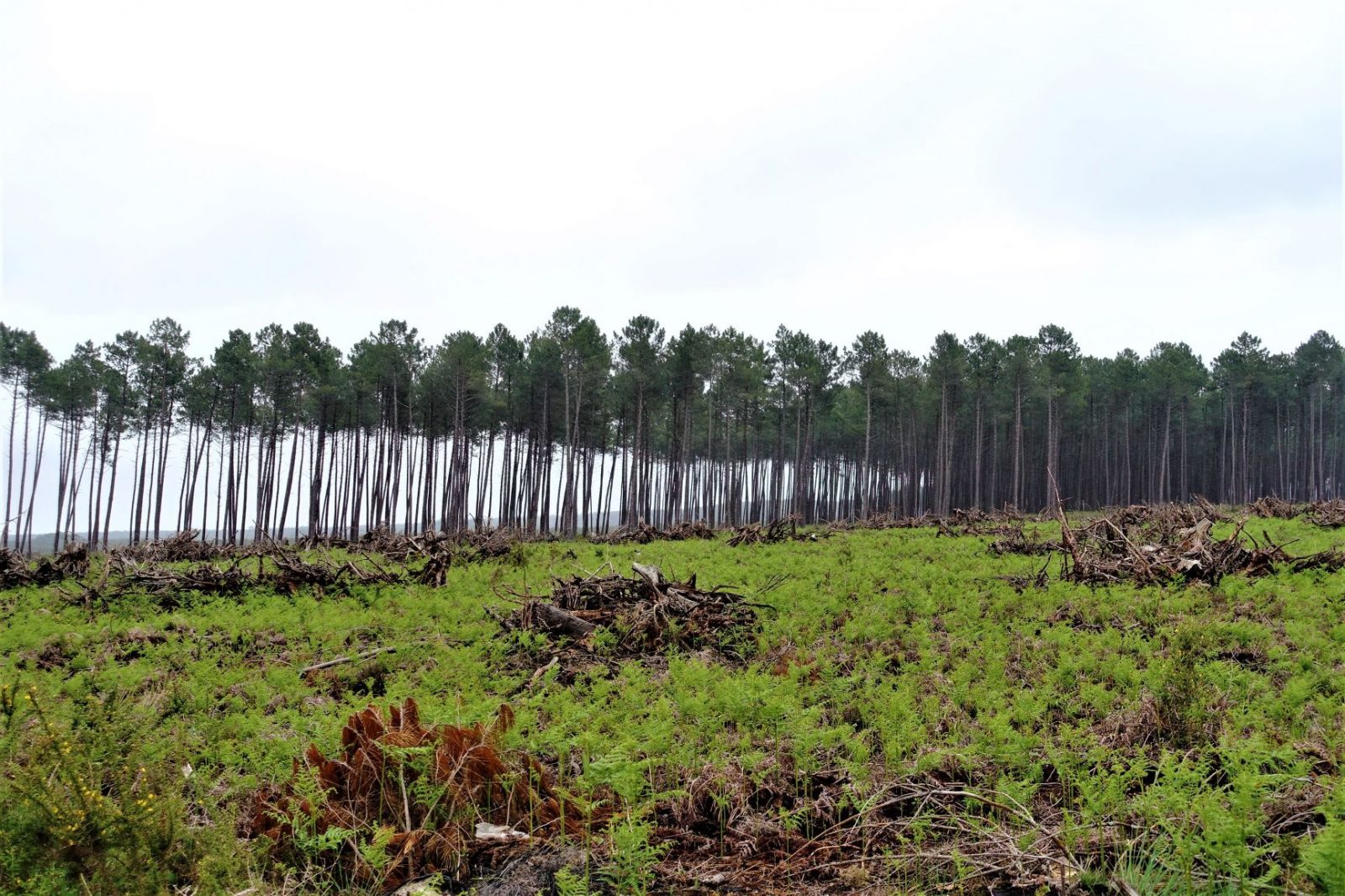 plantet skog i frankrike