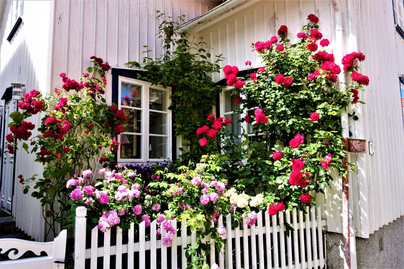 rosehage i fiskbackil