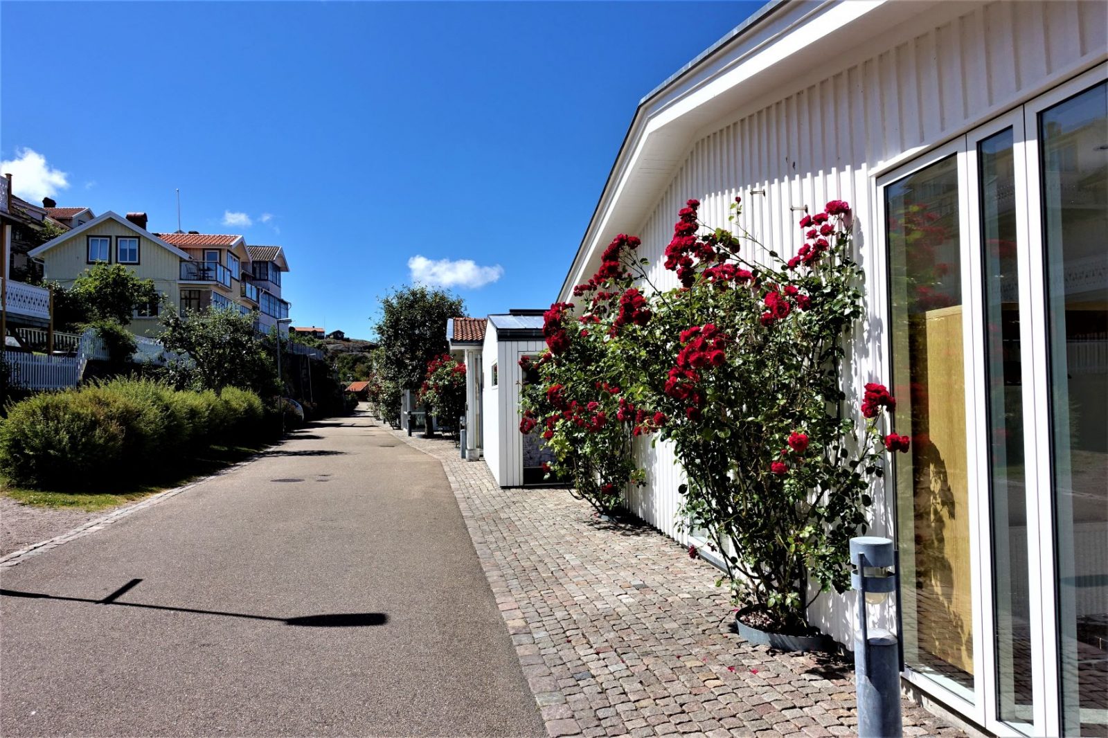 røde klatreroser i Fiskebäckskil