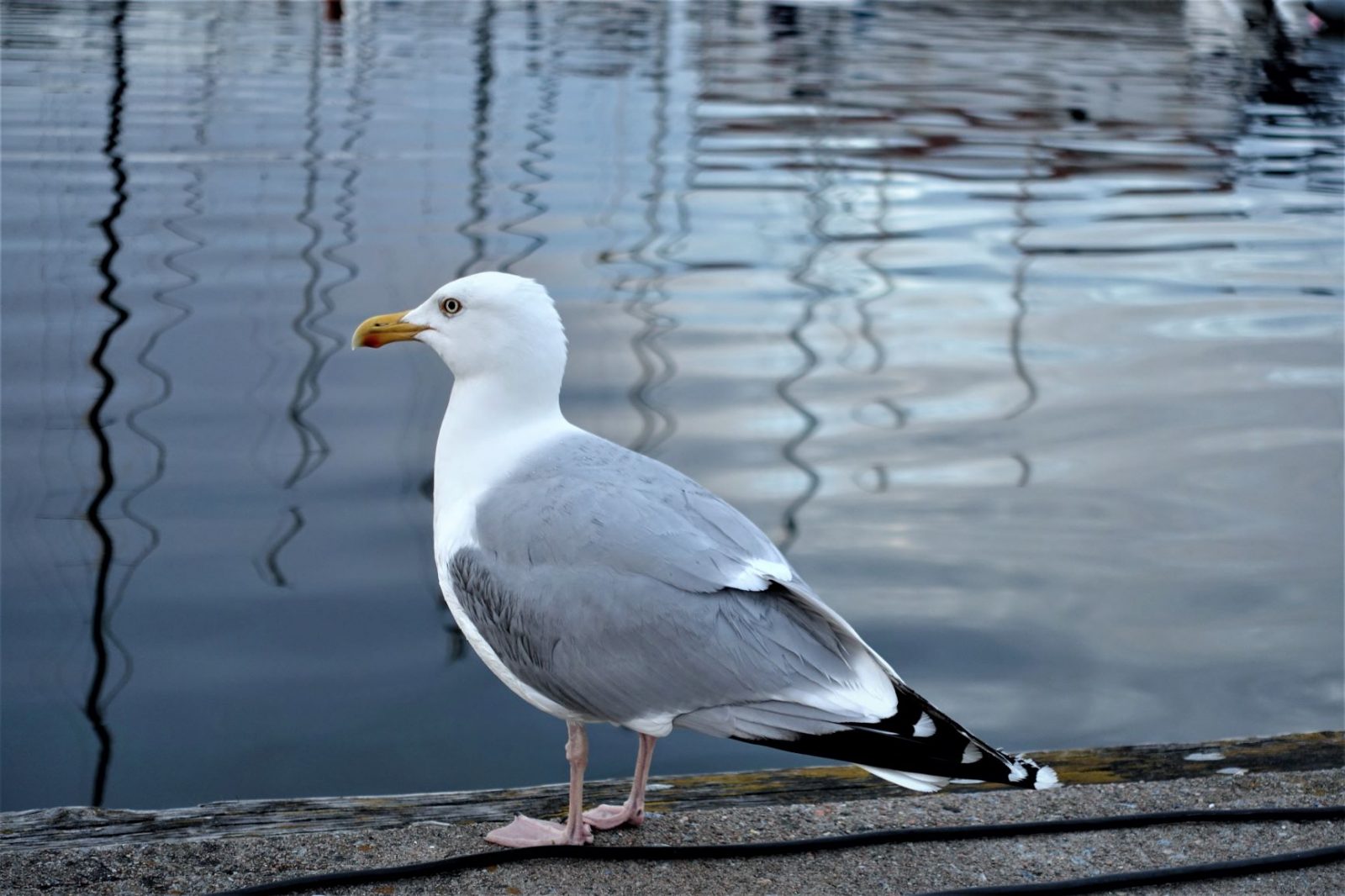 En måke sitter på brygga på Gullholmen