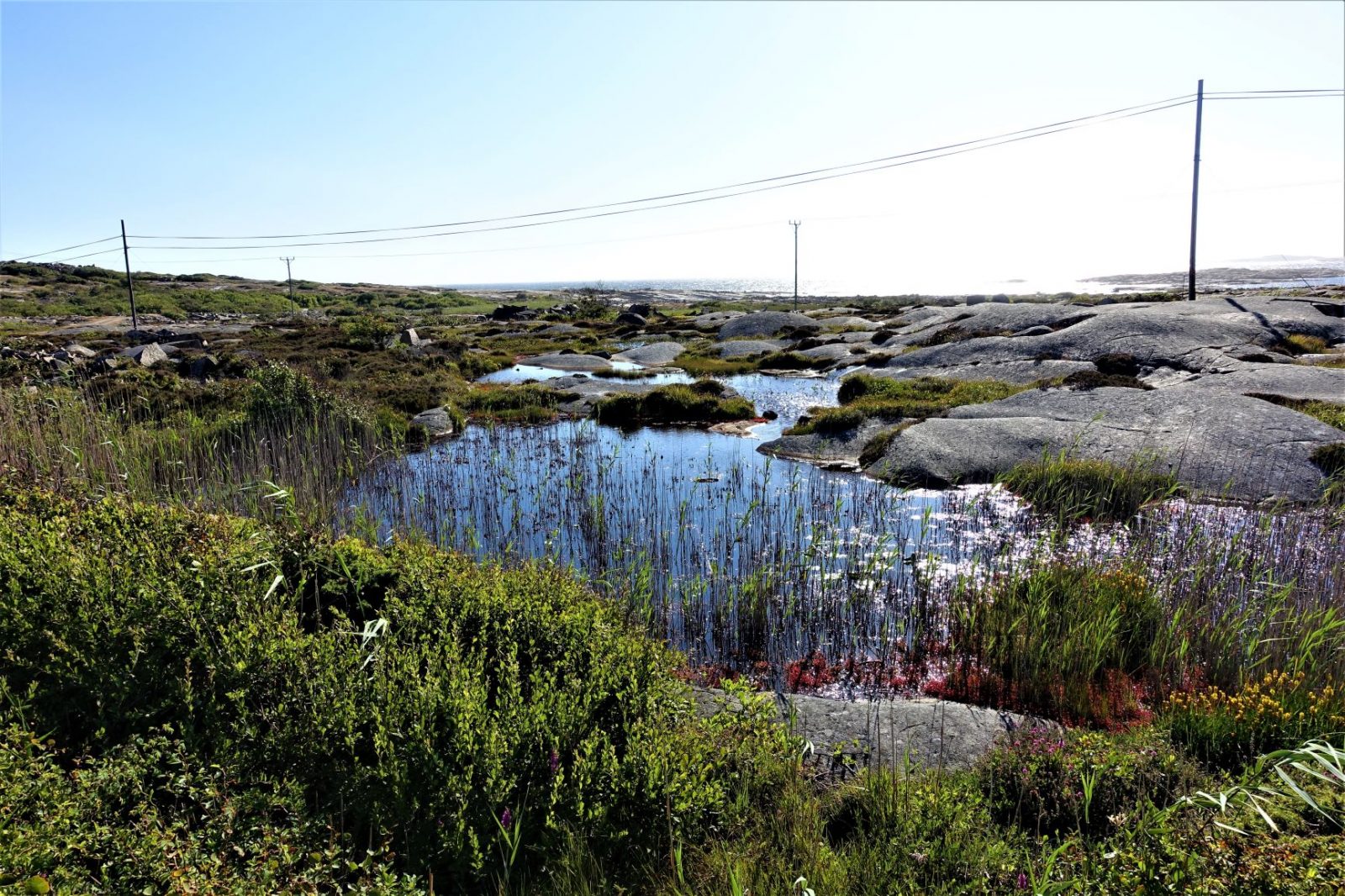 vakker dam med siv på bohus malmøn