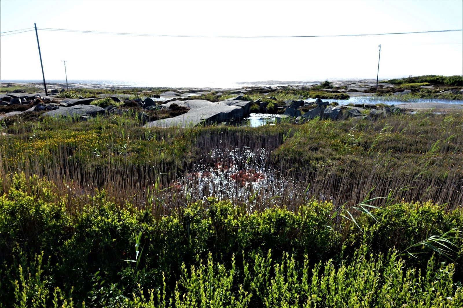 vakker dam i svenske skjærgården