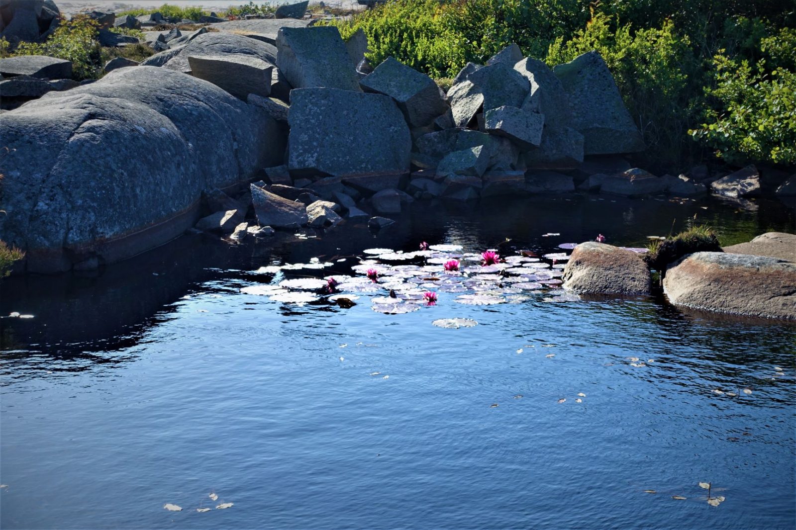 vannliljer i dam på bohus malmøn