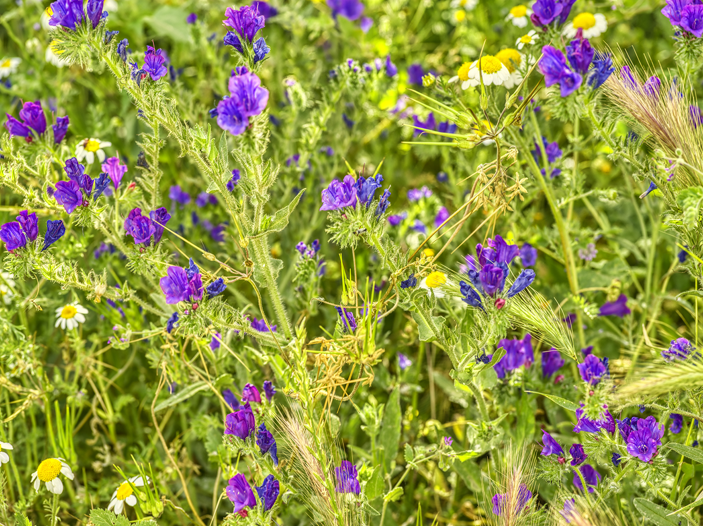 blomstereng sicilia