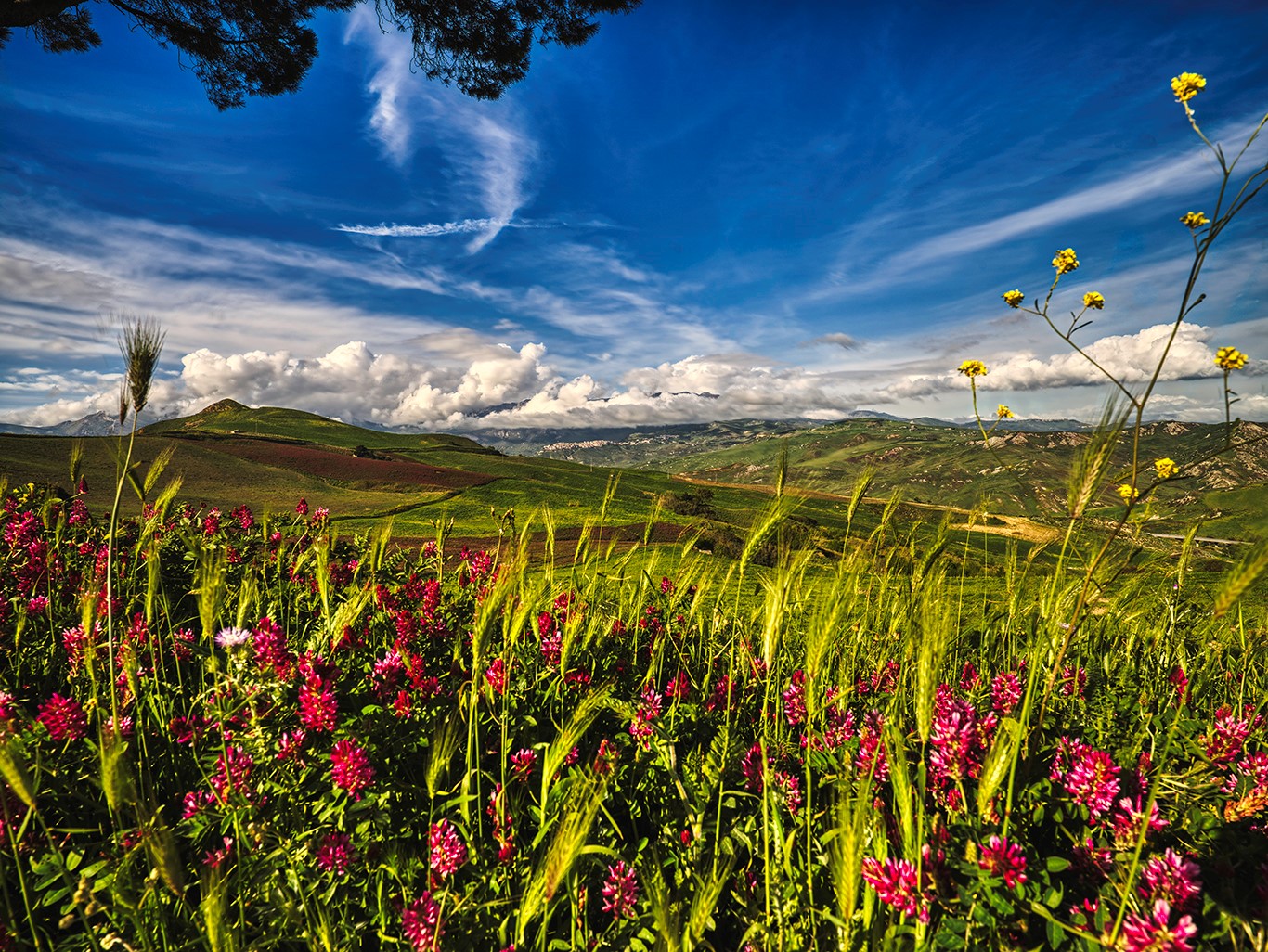 sicilia blomstreng