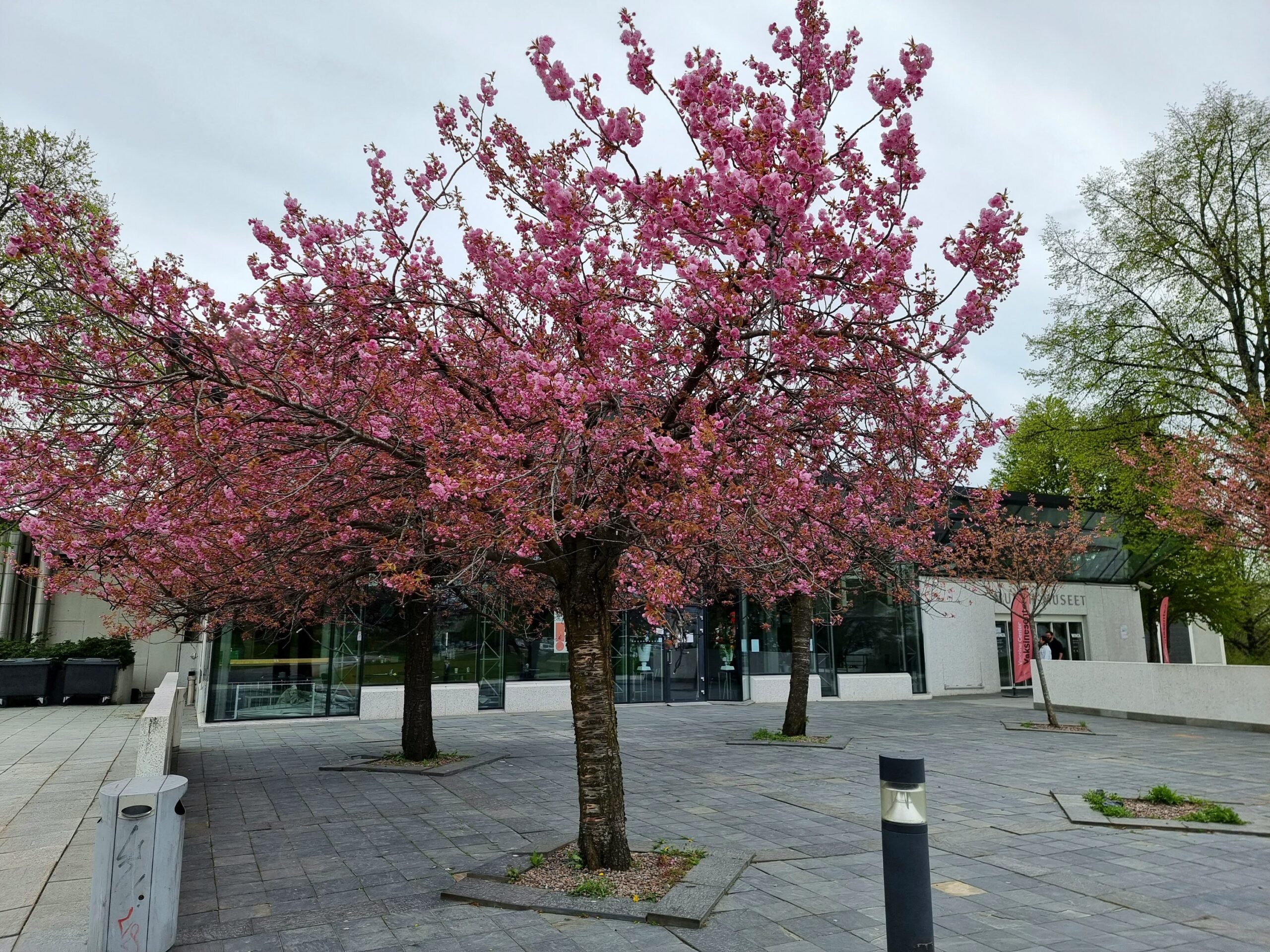 Kirsebærtre-vandring i Oslo